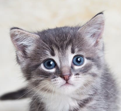 Floating Kittens Game